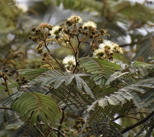 Iguá, Nauno - Vista 3